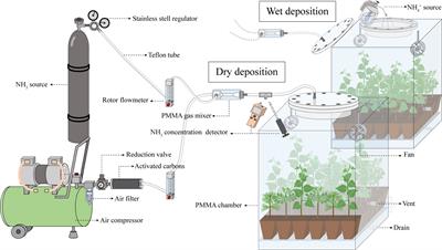 Alternating processes of dry and wet nitrogen deposition have different effects on the function of canopy leaves: Implications for leaf photosynthesis